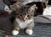 1 yr old white & tabby male
