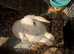 mini loop rabbit