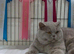 Stunning Lilac chunky british short hair kittens