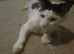 Rescue stray needing forever home.