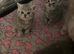 british shorthair kittend