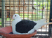 Black saddle breeder pair
