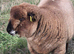 Pedigree Coloured Ryland ram Lake Edge Gerald is looking for his new flock