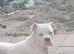 American bulldog