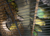 Beautiful young budgies this years
