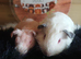 Skinny pigs and carriers