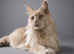 Maine Coon Kittens.. GCCF Registered and Fully Health Tested