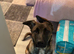 Beautiful Belgian shepherd girl