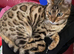 Male Bengal Neutered for re-homing