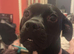 Female staffy cross frenchie black and white