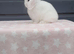 Beautiful purebred mini lop ready to leave