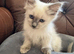 Stunning Ragdoll × Siberian Kittens