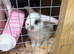 Mini lops