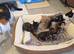 5 Kittens