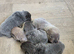 Kc Chow Chow Puppies
