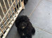 Toy Poodle Puppy KC reg health tested parents