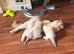 Pedigree GCCF Ragdoll Kittens - Ready to reserve