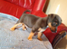 Jack Russell pups for sale