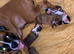 KC registered Red Girl Boxer Pups