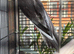 Female cockatiel