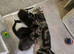 Female cross Bengal kitten looking for a good home