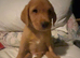 Labrador Retriever puppy