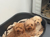 Kc registered orange poodle beautiful girl