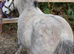 Fully registered mini Shetland gelding