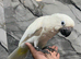Friendly HandReared Super Tame Cuddly Umbrella Cockatoo Parrot,30