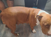 Staffy cross puppies