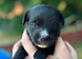 beautiful Multipom/terrier puppies beautiful