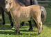 Registered Miniature Shetland filly