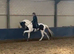 Four years old &ndash; KWPN   Approx 17hh  Tobiano