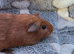 Teddy cross Boar