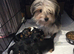 Yorkshire terrier biewer puppies for sale