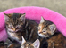 8 week old cats for sale