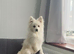 ️ Beautiful White Female Fox Face Pomeranian Puppy – £1,000 ️