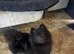Beautiful Black pedigree Pom