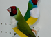 Red head Gouldian finches for sale