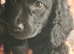 One black cockapoo