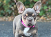 KC frenchie