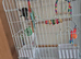 17 week crimson belly conure