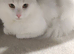 Beautiful white cat for sale