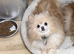 Pomeranian rehome