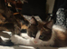 1 Kitten for Sale one Tortoiseshell Girl