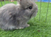 Beautiful blue plush mini lion lop