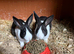 2 stunning dutch rabbits