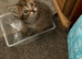 Beautiful part bengal kittens
