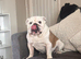 English bulldog KC reg
