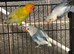 Fallows and split fallows for sale